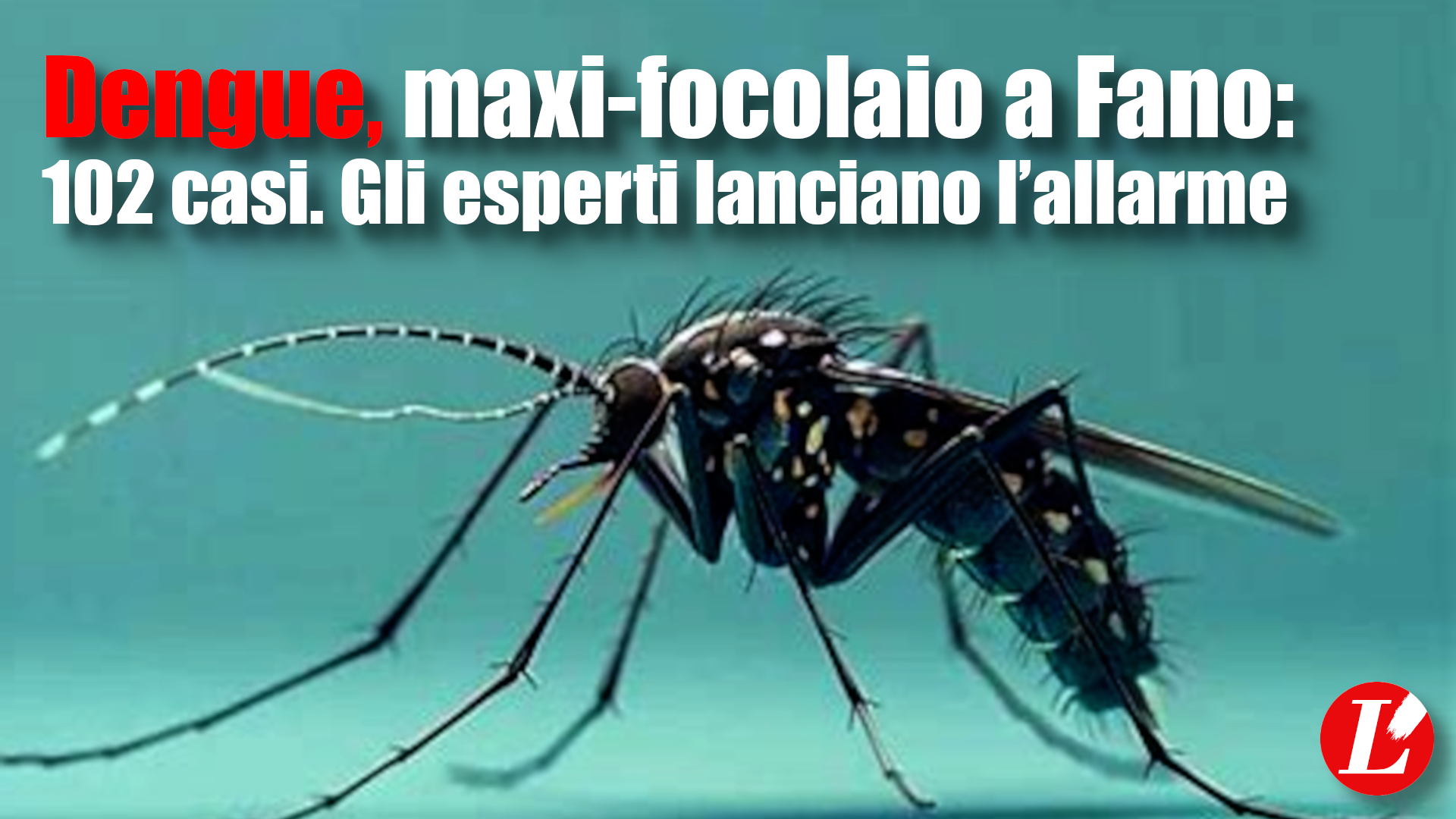 Dengue, maxi focolaio a Fano: 102 casi. Gli esperti lanciano l’allarme