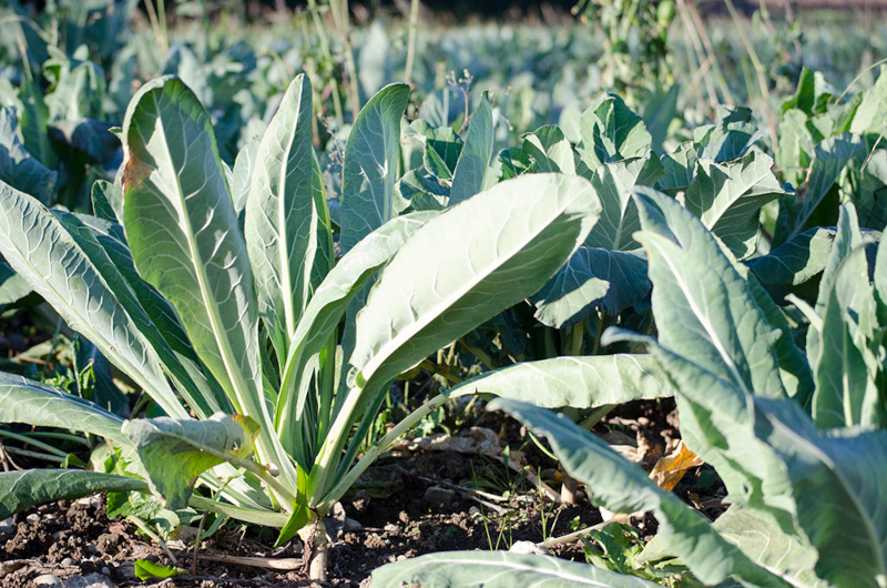 REGIONI IN TAVOLA/VENETO – Il broccoletto di Custoza