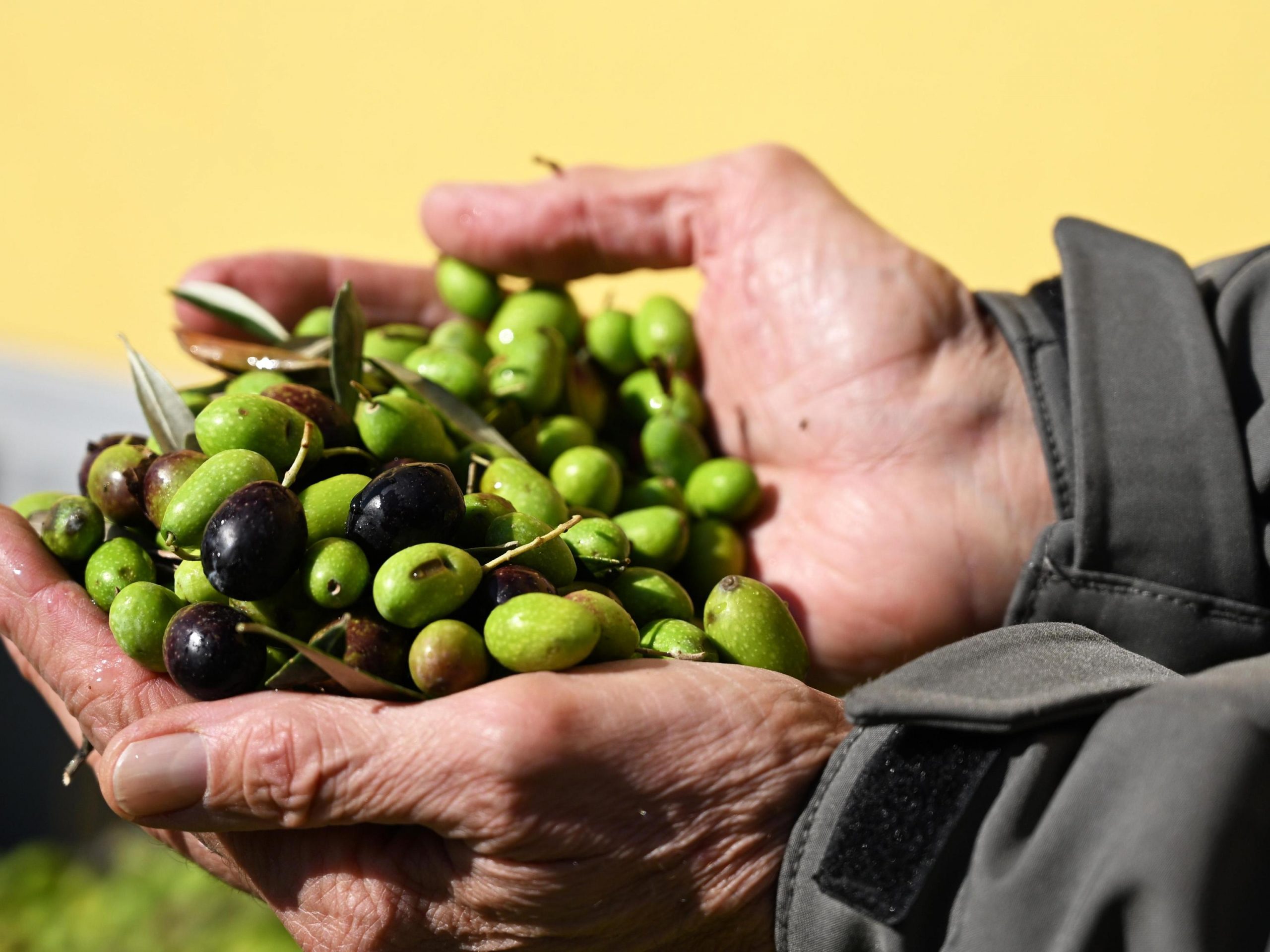 Olio Evo, l’Italia perde produzione ed è ultima nel bacino del Mar Mediterraneo