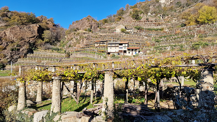 Riconosciuto il valore paesaggistico dei vigneti canavesani