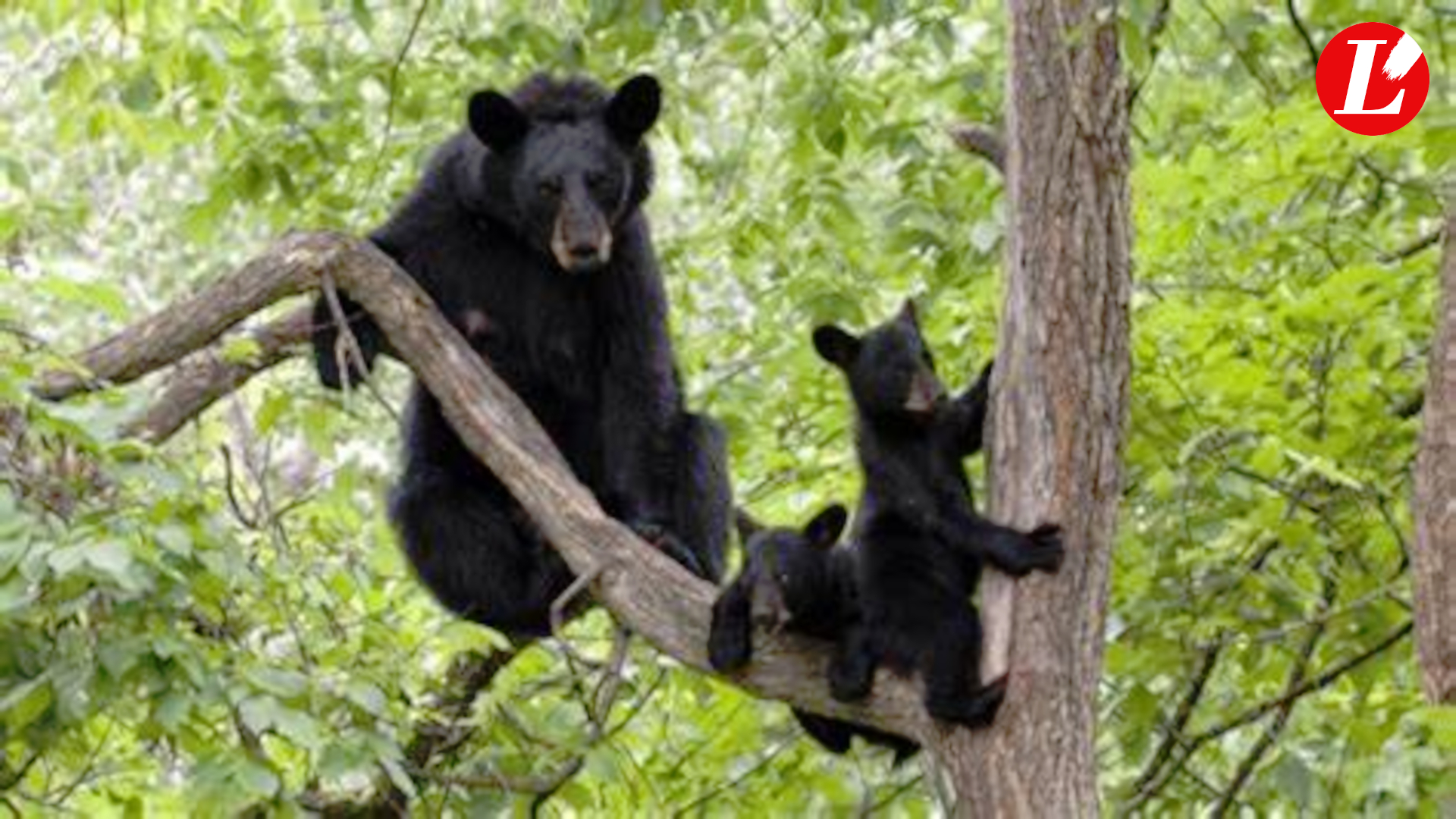 Un tragico incidente di caccia in Virginia: spara all’orso sull’albero ma muore anche il cacciatore