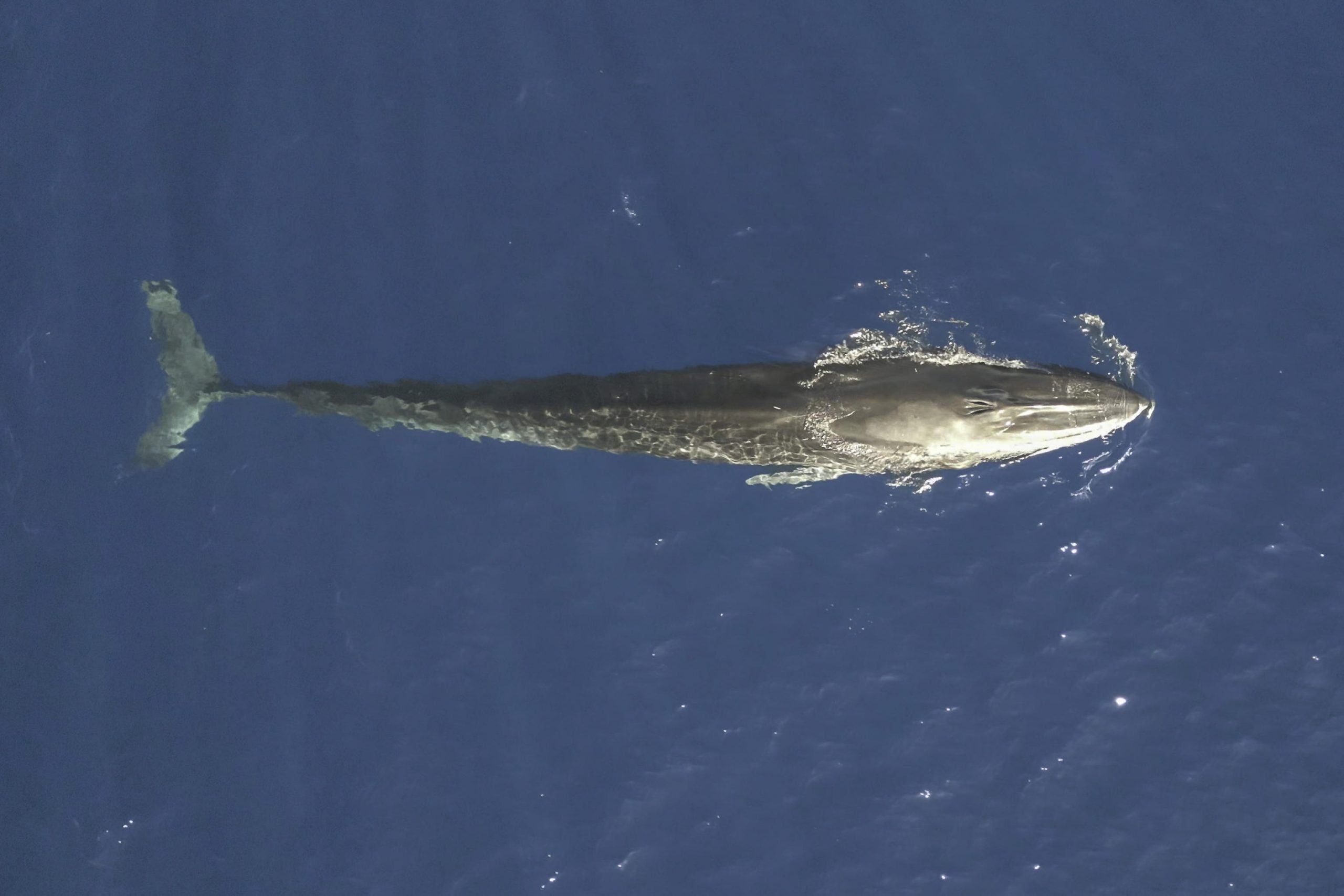 Una balena nel golfo di Taranto dopo 16 anni