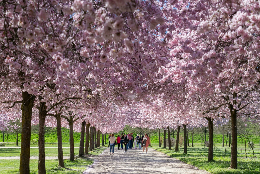 “All’ombra dei ciliegi in fiore” ai giardini della Reggia di Venaria